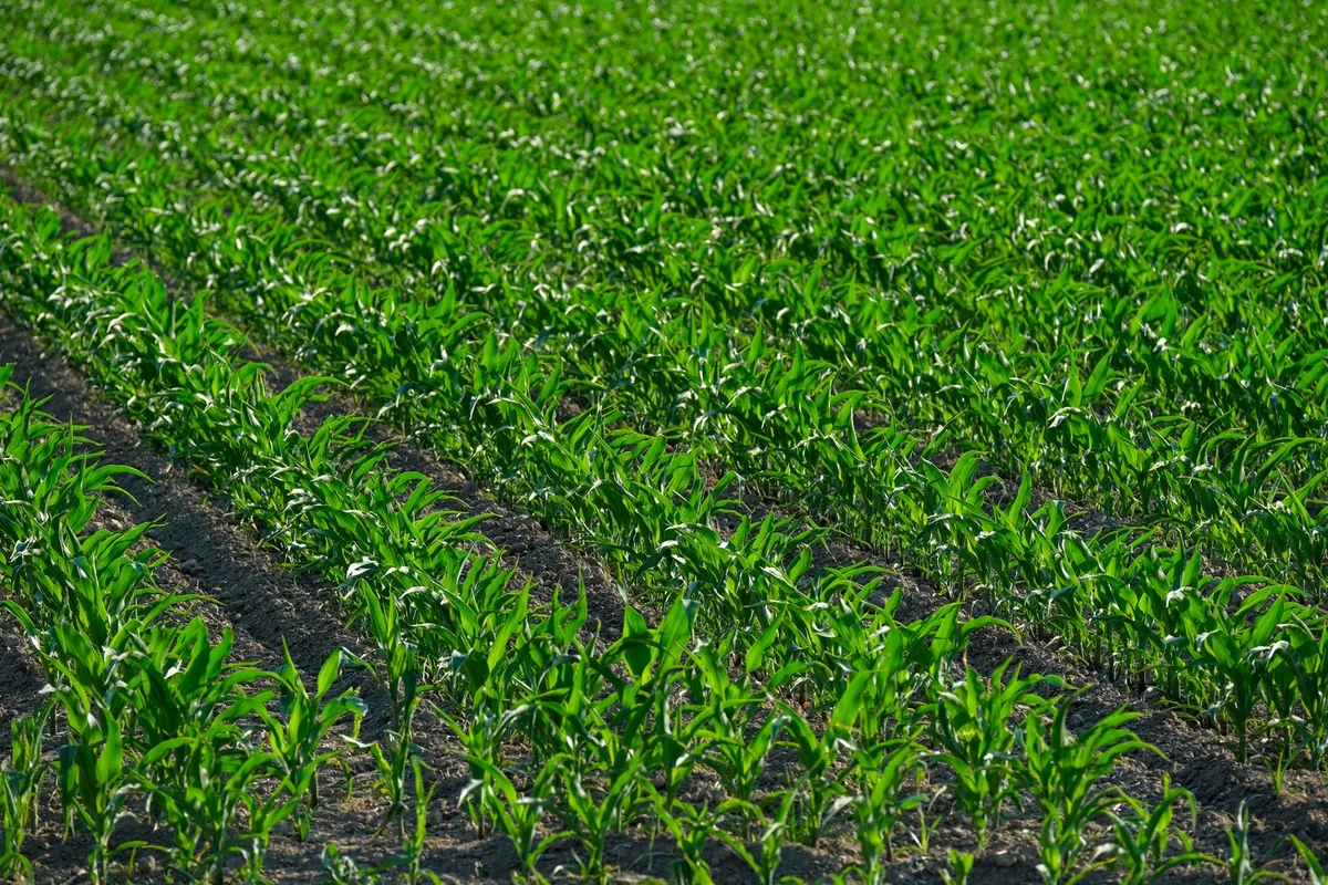 Crop farming activity in Ghana