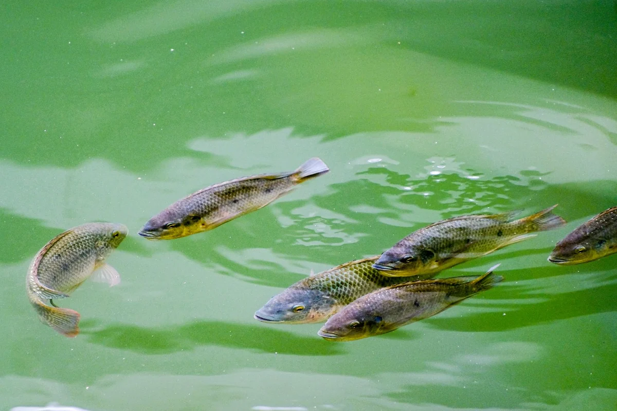 Fish visible in a clean aquaculture pond