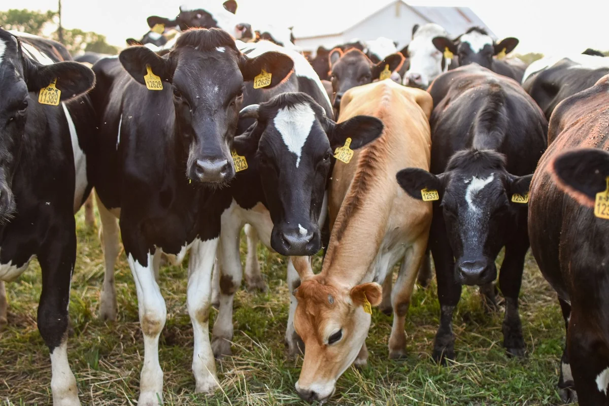 Livestock on a well-managed farm