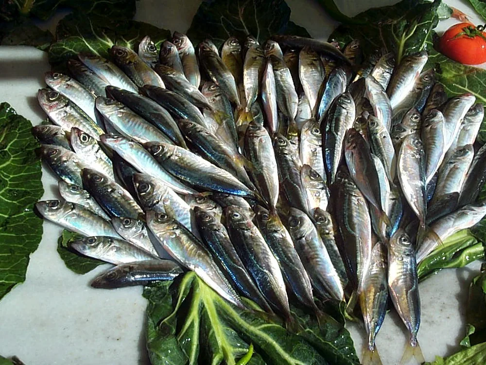 Horse Mackerel